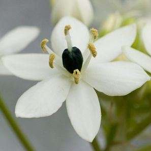 5 Ornithogalum saundersiae Seeds - Indigenous Bulbs Seeds - Giant Chincherinchee; Star of Bethlehem