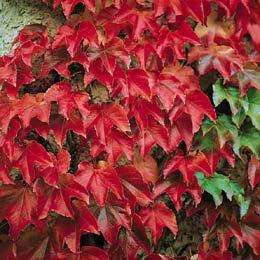 10 Parthenocissus tricuspidata var. Veitchii Seeds - Boston Ivy Climber Creeper