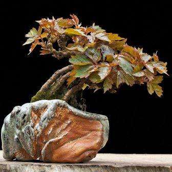20 Parthenocissus tricuspidata var. Veitchii Bonsai Seeds - Boston Ivy + MANY FREE GIFT SEEDS