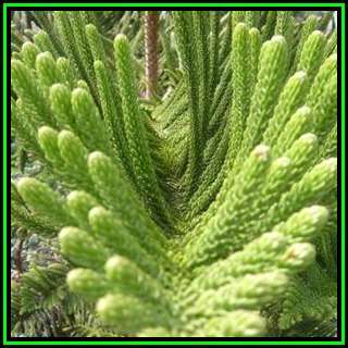 Araucaria heterophylla - Norfolk Island Pine Seeds - Evergreen Exotic Tree - NEW