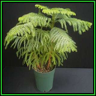 Araucaria heterophylla - Norfolk Island Pine Seeds - Evergreen Exotic Indoor Houseplant NEW