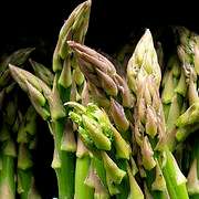 20 Asparagus UC 157 Vegetable Seeds ~ Asparagus officinalis Seeds