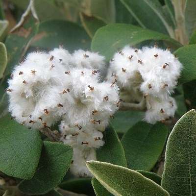 Tarchonanthus camphoratus Seeds ~ Camphor Bush, Wild Camphor Tree, Wild Cotton - Indigenous