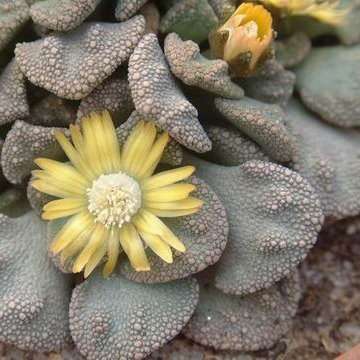 5 Titanopsis fulleri Seeds + FREE SEEDS - Indigenous South African Succulents