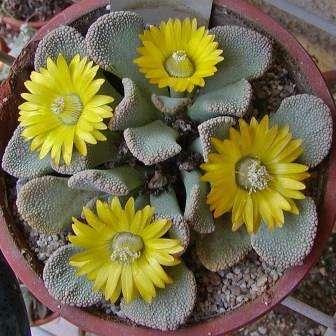 10 Titanopsis fulleri Seeds + FREE SEEDS - Indigenous South African Succulents