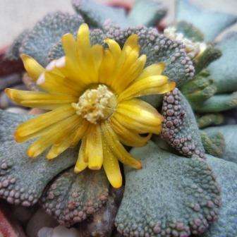 20 Titanopsis fulleri Seeds + FREE SEEDS - Indigenous South African Succulents