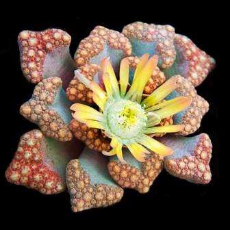 Titanopsis hugo schlechteri Seeds - Indigenous South African Succulent Seeds From Africa + FREE SEED