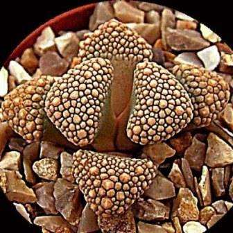 Titanopsis hugo schlechteri Seeds - Indigenous South African Succulent Seeds From Africa + FREE SEED