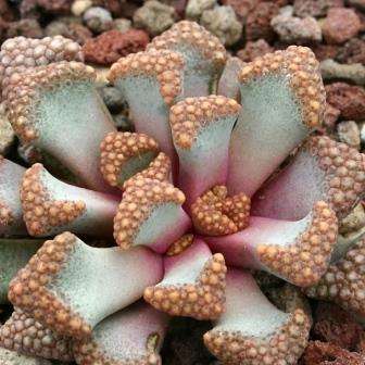 5 Titanopsis hugo schlechteri Seeds - Indigenous South African Succulent Mesemb Seeds