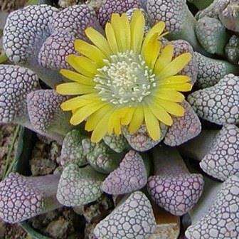10 Titanopsis schwantesii Seeds - Indigenous South African Succulent Mesemb Seeds