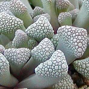 5 Titanopsis schwantesii Seeds - Indigenous South African Succulent Mesemb Seeds
