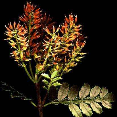 5 Weinmannia trichosperma Seeds - Tineo, Palo Santo Tree Seeds - Evergreen