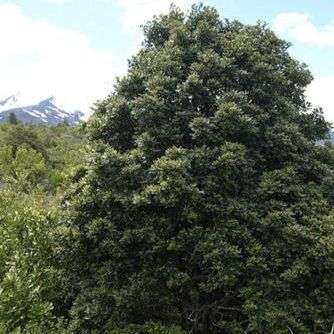 20 Weinmannia trichosperma Seeds - Tineo, Palo Santo Tree Seeds