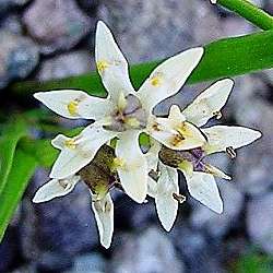 10 Wurmbea kraussii Seeds ~ Pepper-and-Salt flower - Indigenous South African Bulb Seeds
