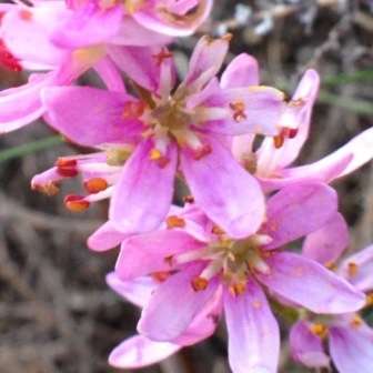 5 Wurmbea punctata Seeds - Indigenous South African Bulb Seeds From South Africa