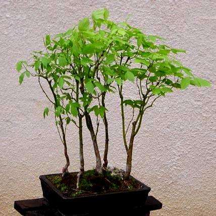 5 Acer negundo, Boxelder Maple Bonsai Seeds + Free Bonsai eBook - Exotic Ash Maple, Ash-leaf Maple