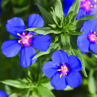100 Blue Pimpernel Seeds - Anagallis monelli Seeds - Annual