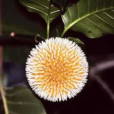 Anthocephalus chinensis Seeds - Laran Tree or Sabah Kadam - Deciduous Exotic Tree Seeds