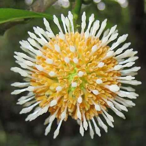 50 Anthocephalus chinensis Seeds - Laran Tree or Sabah Kadam - Deciduous Exotic Tree Seeds