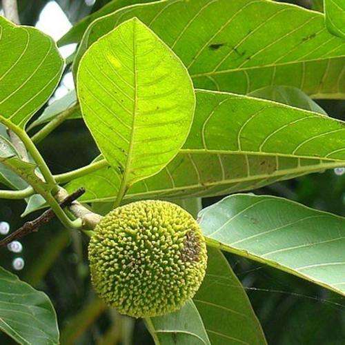 50 Anthocephalus chinensis Seeds - Laran Tree or Sabah Kadam - Deciduous Exotic Tree Seeds