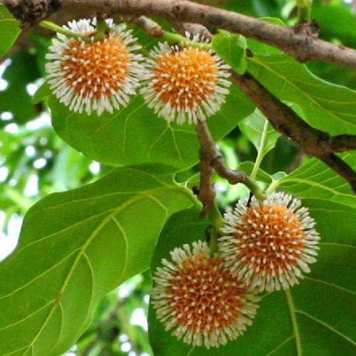 100 Anthocephalus chinensis Seeds - Laran Tree or Sabah Kadam - Deciduous Exotic Bulk Tree Seeds