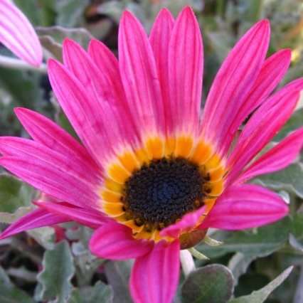 20 Arctotis acaulis Seeds - HUGE RANGE - Indigenous South African Annual Seeds