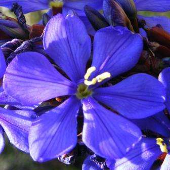 Aristea bakeri Seeds - South African Indigenous Perennial Bulb