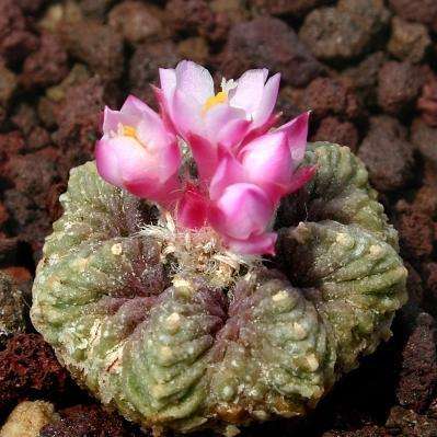 7 Aztekium ritteri Seeds - Aztec Cactus Seeds - Exotic Succulent - Flat Ship Rate
