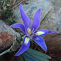 5 Babiana cuneata Seeds - Indigenous South African Bulb Seeds for Sale in South Africa