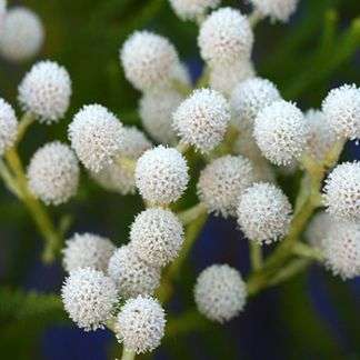 20 Berzelia lanuginosa Seeds - Vleiknopbos - Indigenous Evergreen Shrub - ENORMOUS RANGE