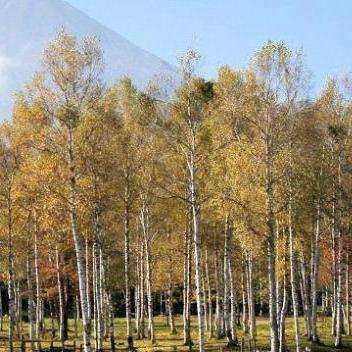 20 Japanese White Birch - Betula platyphylla japonica Tree Seeds, Exotic Frost Hardy, FLAT SHIP RATE