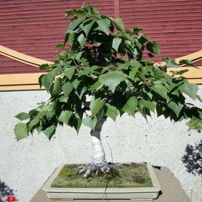 10 Japanese White Birch Bonsai, Betula platyphylla japonica Seeds, Exotic Frost Hardy FLAT SHIP RATE
