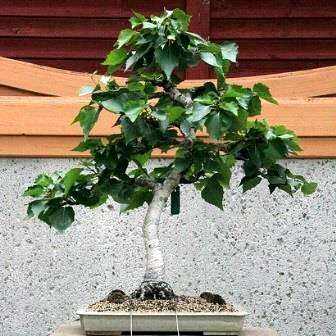 20 Japanese White Birch Bonsai, Betula platyphylla japonica Seeds, Exotic Frost Hardy FLAT SHIP RATE