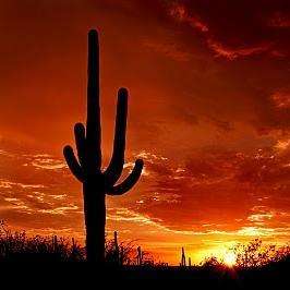 Giant Saguaro Cactus - 50 Carnegiea gigantea Seeds - Bulk Edible Fruit Succulents Cacti Carnegia
