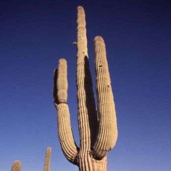 Giant Saguaro Cactus - 5 Carnegiea gigantea Seeds - Edible Fruit Succulents Cacti Carnegia