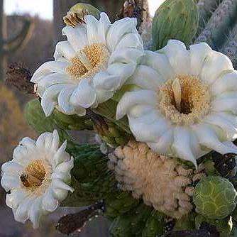 Giant Saguaro Cactus - 20 Carnegiea gigantea Seeds - Edible Fruit Succulents Cacti Carnegia