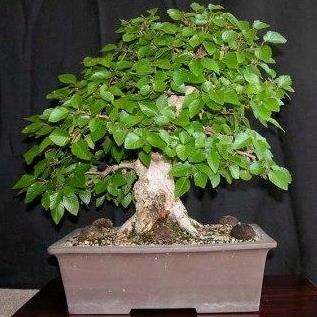 Carpinus koreana Seeds - Korean Hornbeam + Free Bonsai eBook + Free Seeds with All Orders