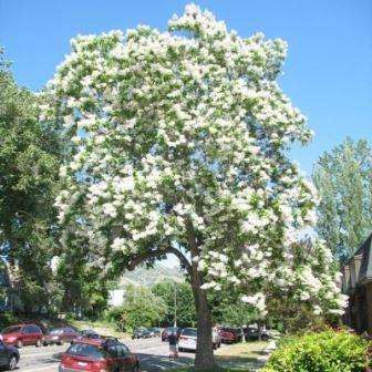 10 Catalpa speciosa, Northern Catalpa Tree Seeds - Flat Ship Rate + Free Seeds with All Orders