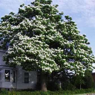 Catalpa speciosa, Northern Catalpa Tree Seeds - Flat Ship Rate + Free Seeds with All Orders