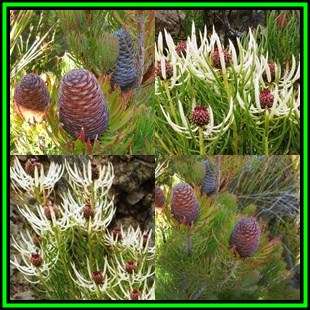 Leucadendron comosum - 10 Seed Pack - Endemic Shrub Protea Evergreen Cut Flower Fynbos - New