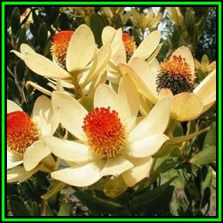 Leucadendron discolor Seeds - Endemic Shrub Protea Cut Flower Evergreen Fynbos - New