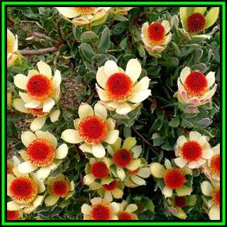 Leucadendron discolor - 5 Seed Pack - Endemic Shrub Protea Cut Flower Evergreen Fynbos - New