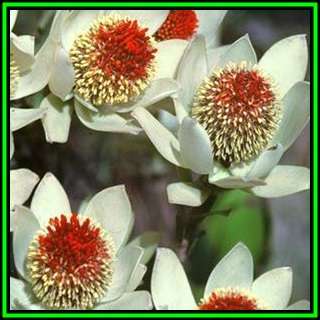 Leucadendron discolor - 20 Seed Pack - Endemic Shrub Protea Cut Flower Evergreen Fynbos - New