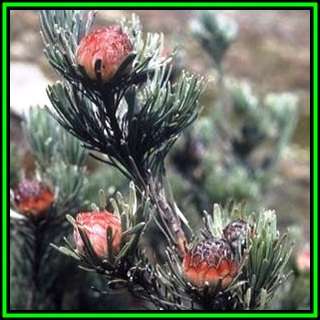 Leucadendron dregei Seeds - Endemic Shrub Protea Evergreen Cut Flower Fynbos - New