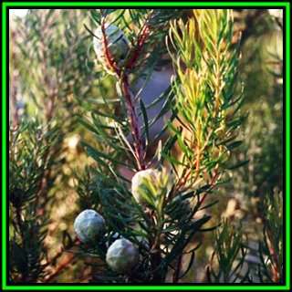 Leucadendron galpinii - 5 Seed Pack - Endemic Shrub Protea Evergreen Cut Flower Fynbos - New