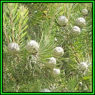 Leucadendron galpinii - 20 Seed Pack - Endemic Shrub Protea Evergreen Cut Flower Fynbos - New