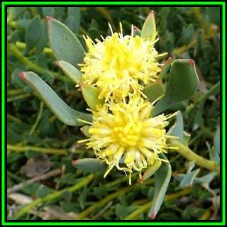 Leucadendron glaberrimum Seeds - Endemic Shrub Protea Evergreen Cut Flower Fynbos - New