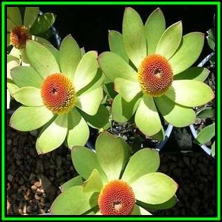 Leucadendron laureolum Seeds - Endemic Shrub Protea Cut Flower Evergreen Fynbos - New