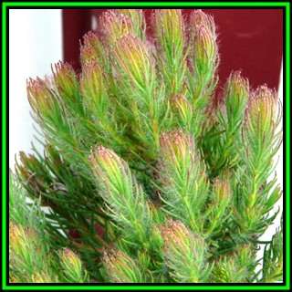 Leucadendron laxum - 10 Seed Pack - Endemic Shrub Protea Evergreen Cut Flower Fynbos - New