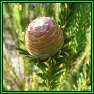 Leucadendron linifolium - 10 Seed Pack - Endemic Shrub Protea Evergreen Cut Flower Fynbos - New